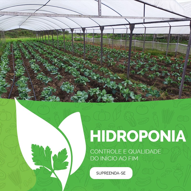 Hidroponia